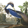 Tropical Bird Jungle Scene Mural Wallpaper